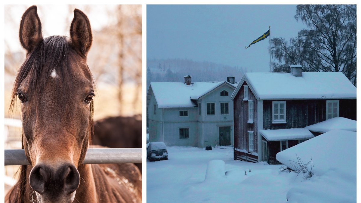 Det finns vissa prylar du bör ha hemma till din häst vid ett strömavbrott.